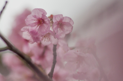彼岸桜