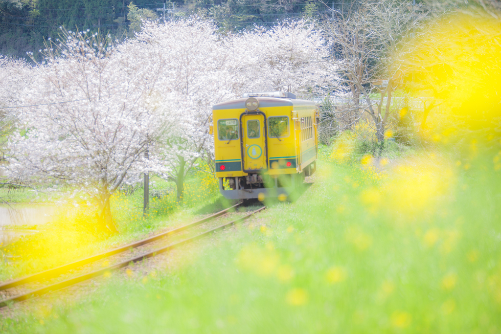春色の汽車３