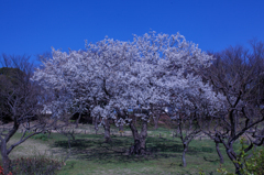 一本桜