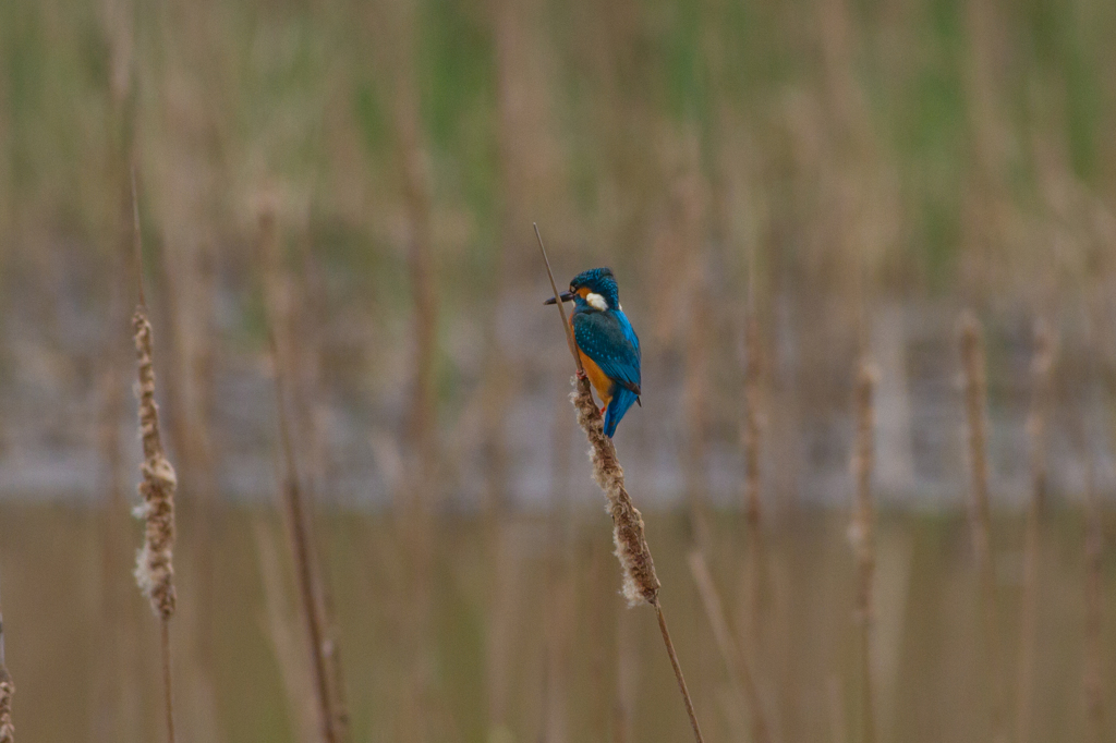 腹ペコカワセミ