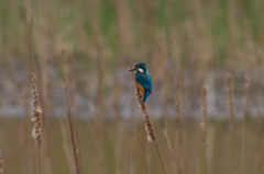 腹ペコカワセミ