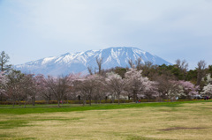 小岩井農場の桜