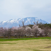 小岩井農場の桜