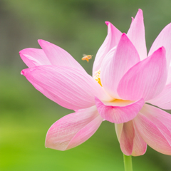 鎌倉八幡宮　蓮の花２