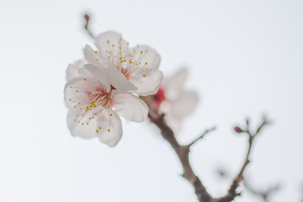 春光