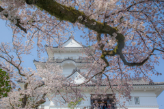 小田原城址公園の桜３