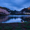 三渓園の夜桜１