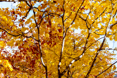 紅葉パッチワーク（桧枝岐村）