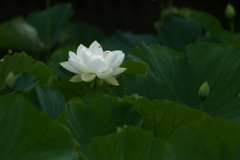 鎌倉八幡宮　蓮の花４