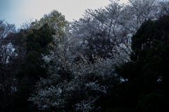 桜滝