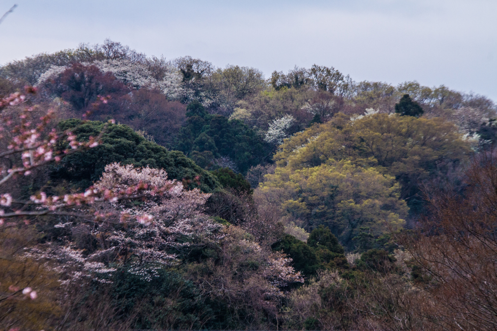 山桜