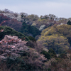 山桜