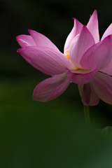 鎌倉八幡宮　蓮の花３