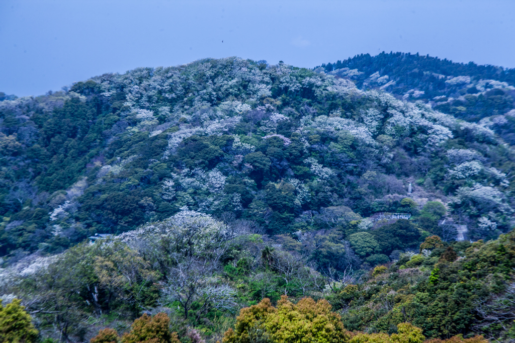 山桜２