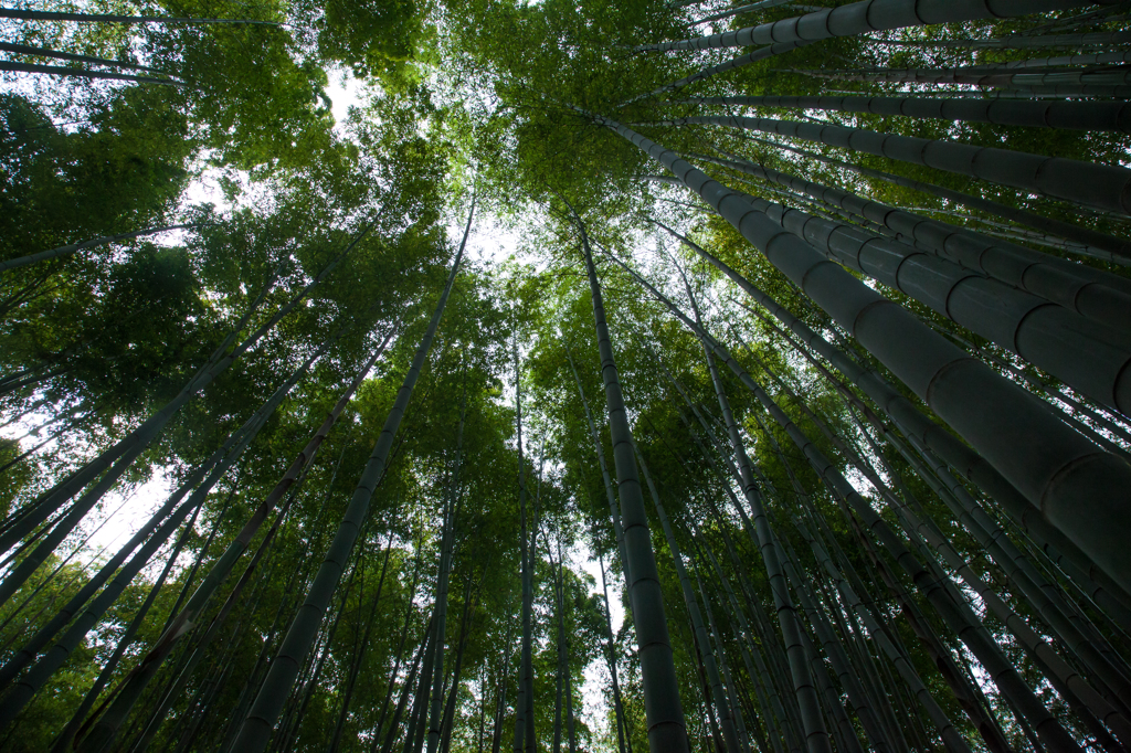 春光