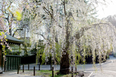 輝く桜