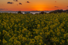 菜の花畑