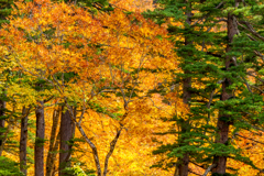 紅葉パッチワーク（桧枝岐村）