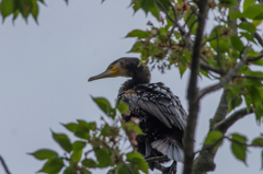 木に登ったウミウ