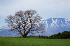 小岩井牧場一本桜