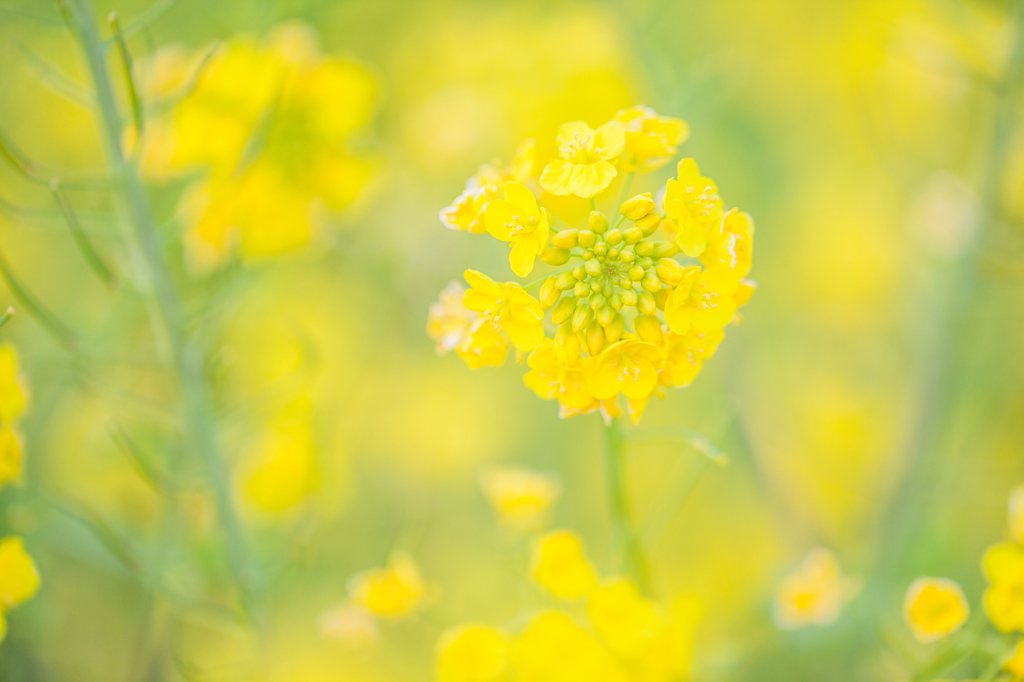 ソレイユの丘の菜の花