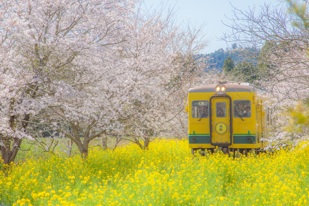 春色の汽車７