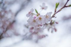 桜坂