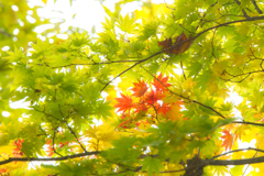桧原湖の秋（裏磐梯）