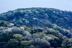 山桜４