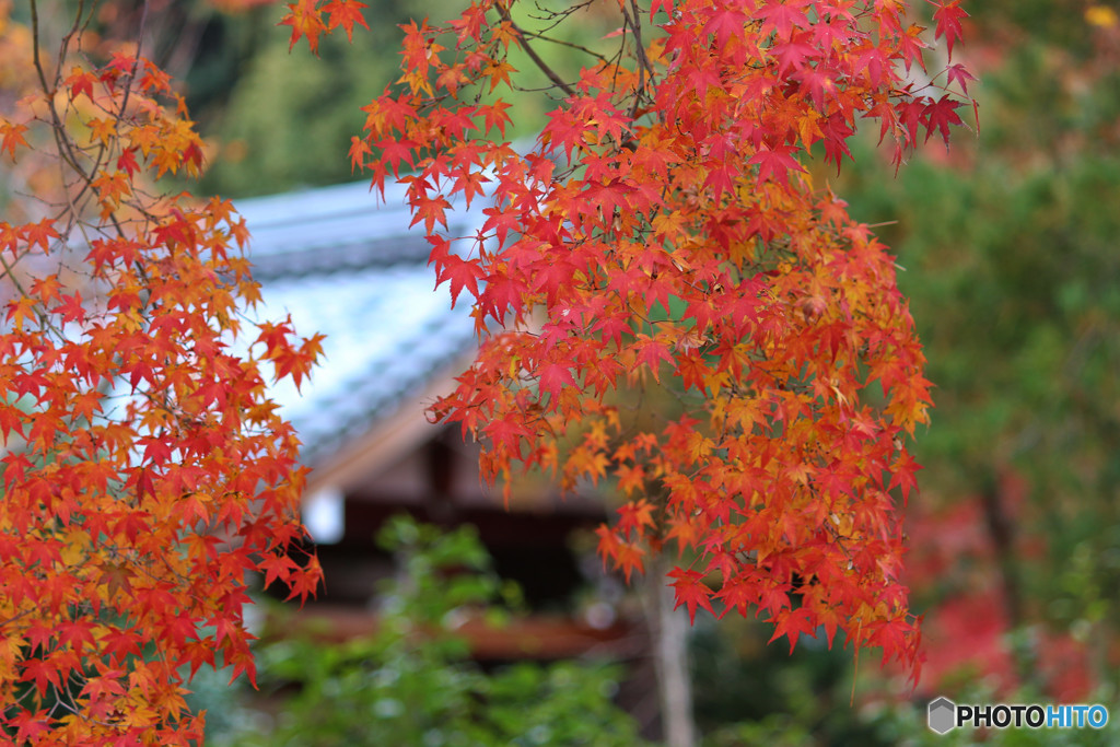 秋の寺