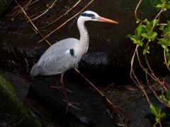 野鳥