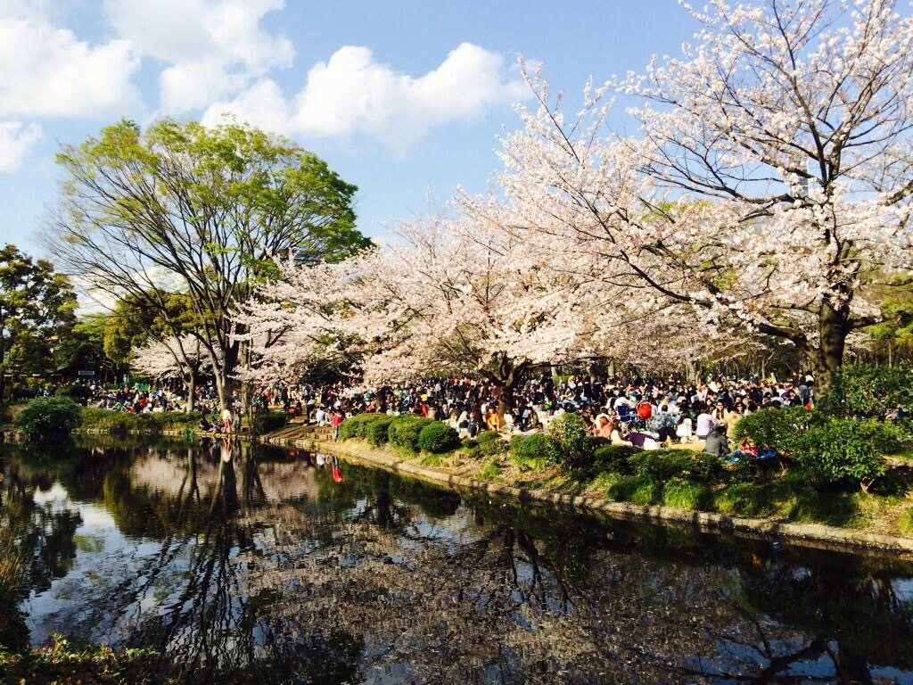 お花見