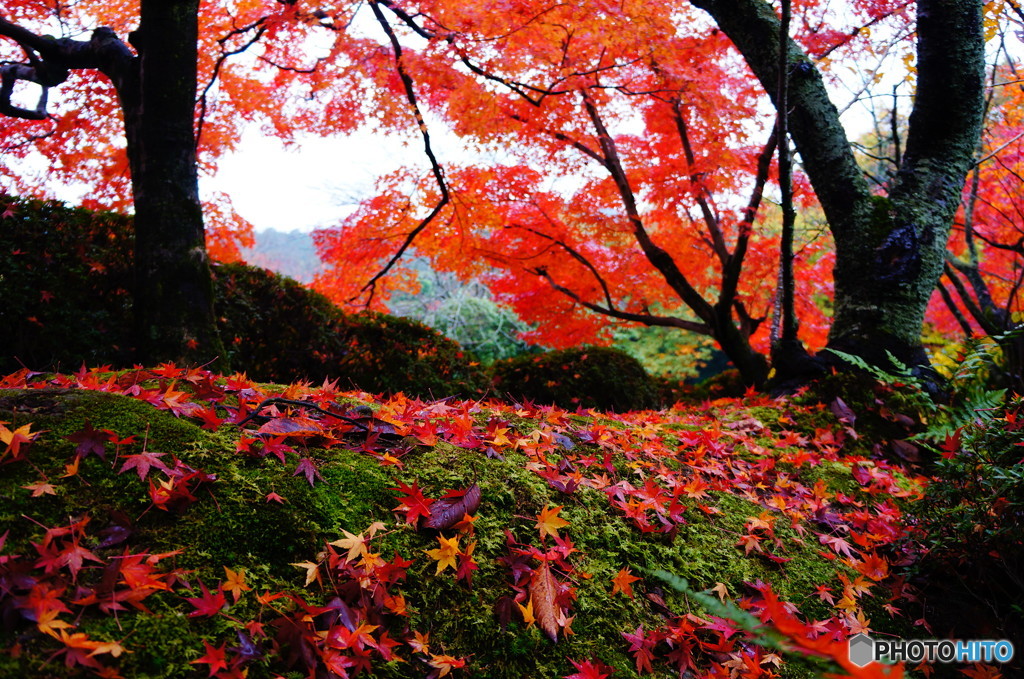 雨に湿った紅葉