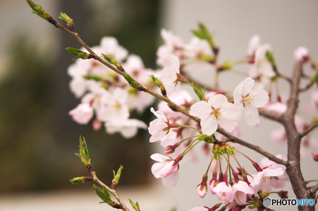 曇り桜