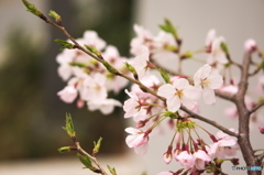 曇り桜