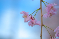 しだれ桜