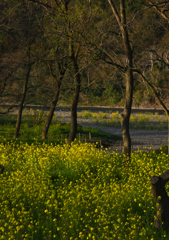 菜の花