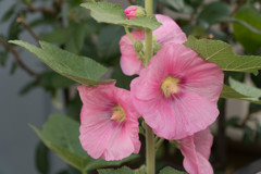 ピンク色の花