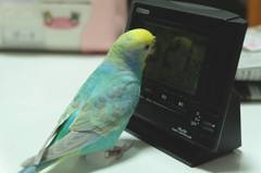 目覚まし時計とインコ