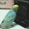 目覚まし時計とインコ