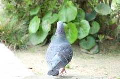 鳩ちゃん