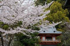 桜2