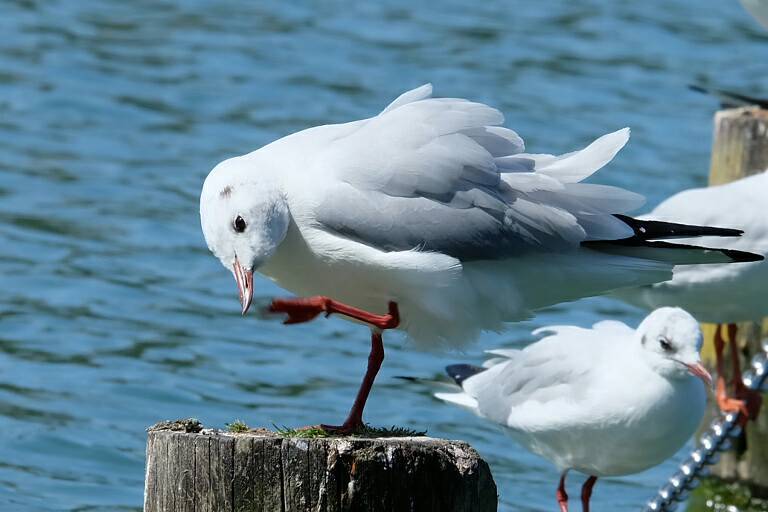 ユリカモメ
