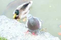 鳩とカモ