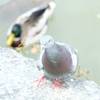 鳩とカモ