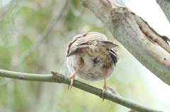 雀ちゃんのお尻