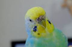 春毛