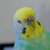 春毛