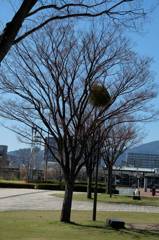不思議な木