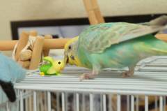 バナナインコ｢（x_x；）｣